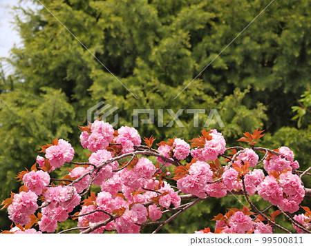 Scenery of blooming double cherry blossoms 99500811