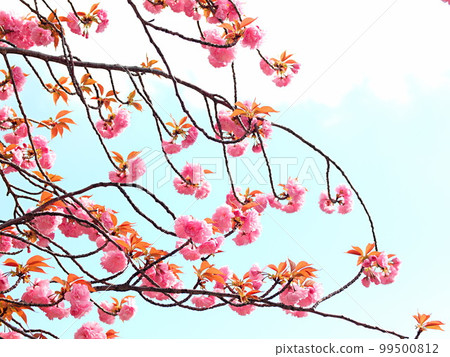 Scenery of blooming double cherry blossoms 99500812