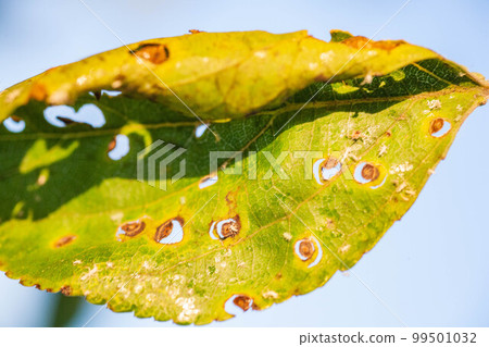 Aphids damaged leaf by pests and diseases Aphids damaged leaf by pests and diseases 99501032