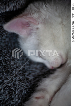 Portrait of a domestic cat of white color with big eyes. Cute clean cat. 99501036