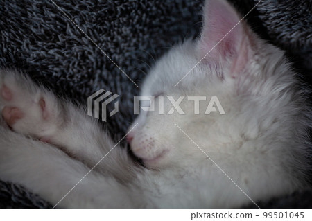Portrait of a domestic cat of white color with big eyes. Cute clean cat. Portrait of a domestic cat of white color with big eyes. Cute clean cat. 99501045