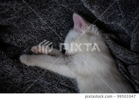 Portrait of a domestic cat of white color with big eyes. Cute clean cat. Portrait of a domestic cat of white color with big eyes. Cute clean cat. 99501047
