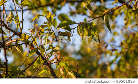 Aphids damage leaves parasite pest Aphids damage leaves parasite pest 99501059