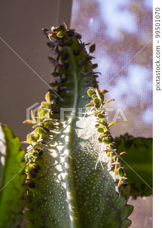 Kalanchoe pinnata tiny green leaves close up Kalanchoe pinnata tiny green leaves close up 99501070