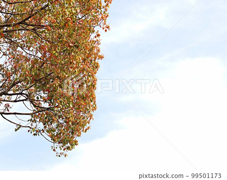 Scenery of fresh green camphor trees Scenery of fresh green camphor trees 99501173