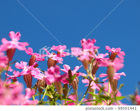 blue sky and possum flowers blue sky and possum flowers 99501441