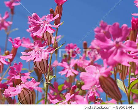 藍天和負鼠花 99501443