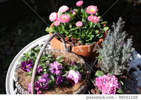 Spring flower group planting & group pot 99501589