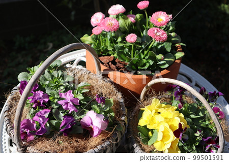 Spring flower group planting & group pot Spring flower group planting & group pot 99501591