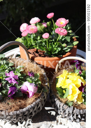 Spring flower group planting & group pot Spring flower group planting & group pot 99501592