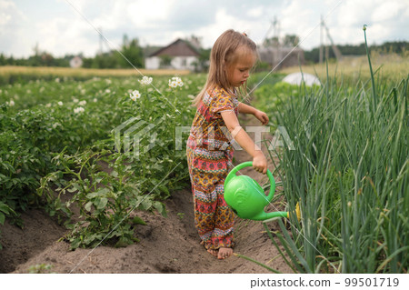 A child with a green plastic watering can is watering dried onion stalks in the garden. Growing eco-friendly products on farmland. A child with a green plastic watering can is watering dried onion stalks in the garden. Growing eco-friendly products on farmland. 99501719