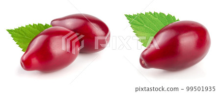 Red berries of cornel or dogwood with leaf isolated on white background 99501935