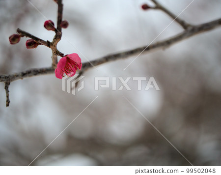 Red plum blossoms blooming in January "Benihibai" 99502048