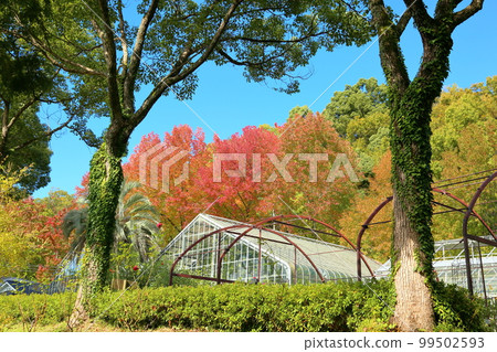 美國富秋葉 99502593