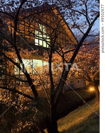 春天的伊豆河津,傍晚從“舞子溫泉旅館”正面看到的“河津櫻花” 春天的伊豆河津,傍晚從“舞子溫泉旅館”正面看到的“河津櫻花” 99502677