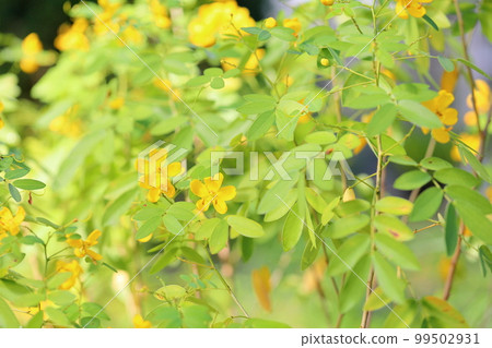 Cassia flowers Cassia flowers 99502931