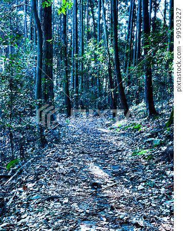 [埼玉縣]冬季山間小路 99503227