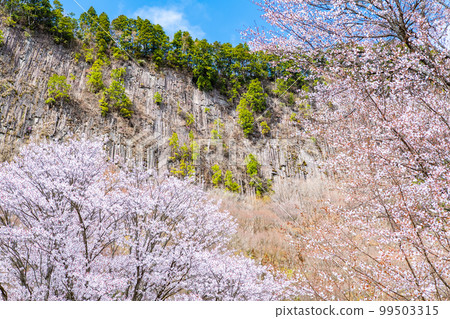 Nara Byobuiwa Park ~ Mountain cherry blossoms in full bloom ~ Nara Byobuiwa Park ~ Mountain cherry blossoms in full bloom ~ 99503315