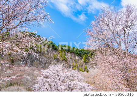 奈良屏風公園～山櫻花盛開～ 99503316