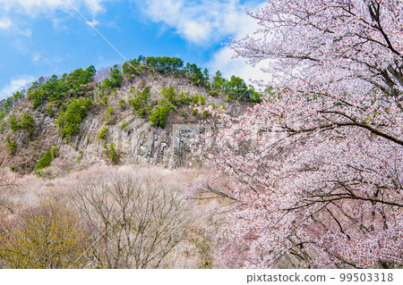 奈良屏風公園～山櫻花盛開～ 99503318