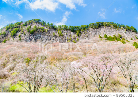 奈良屏風公園～山櫻花盛開～ 99503323