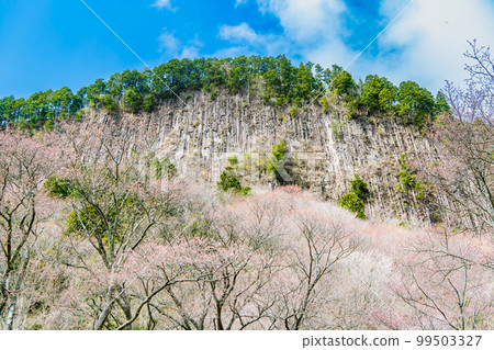 Nara Byobuiwa Park ~ Mountain cherry blossoms in full bloom ~ Nara Byobuiwa Park ~ Mountain cherry blossoms in full bloom ~ 99503327