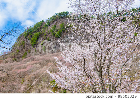 奈良屏風公園～山櫻花盛開～ 99503329