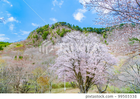 Nara Byobuiwa Park ~ Mountain cherry blossoms in full bloom ~ Nara Byobuiwa Park ~ Mountain cherry blossoms in full bloom ~ 99503338