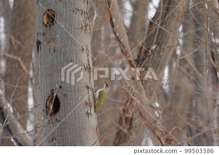 Male woodpecker perching on a tree 99503386