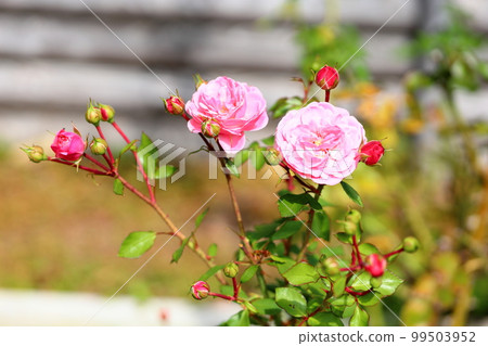 Rose Flower Byland Rose Flower Byland 99503952