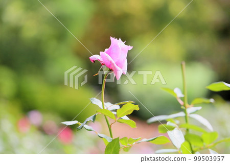 Bud of Roses Bud of Roses 99503957