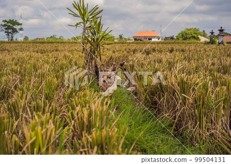 Group of ducks on side of rice fields in Bali 99504131