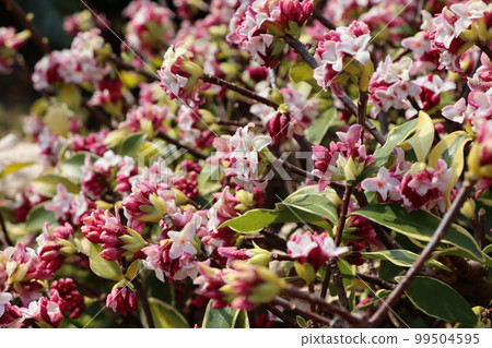 Sunlight enhances the soft fragrance 99504595