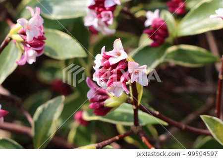 The flowers heralding spring are fragrant and the buds swell The flowers heralding spring are fragrant and the buds swell 99504597