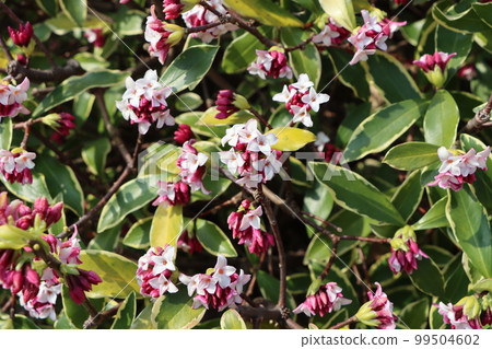 Daphne flower, synonymous with fragrant flowers Daphne flower, synonymous with fragrant flowers 99504602