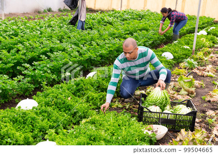 Latin american farmer in a greenhouse harvests lettuce leaves in the garden. Latin american farmer in a greenhouse harvests lettuce leaves in the garden. 99504665