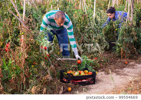 Hispanic gardener harvesting tomatoes in vegetable garden 99504669