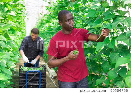 African american farmer harvesting green bean in greenhouse 99504766