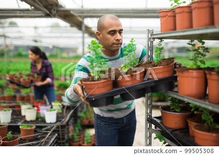 Experienced latin american farmer in a greenhouse inspects young sprouts in pots. Experienced latin american farmer in a greenhouse inspects young sprouts in pots. 99505308
