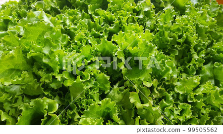 fresh growing lettuce leaves used as main ingredients for salad in the garden fresh growing lettuce leaves used as main ingredients for salad in the garden 99505562