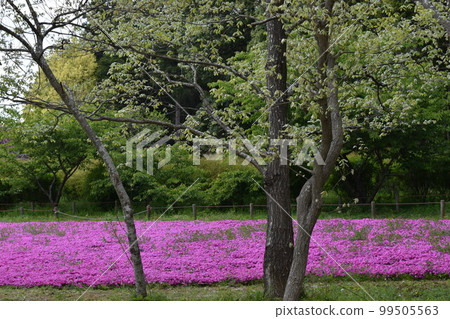 A field of turf cherry blossoms in the forest 99505563