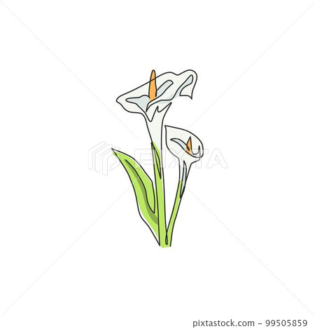 One continuous line drawing beauty fresh zantedeschia for home wall decor print. Printable decorative arum lily flower for wedding invitation card. Modern single line draw design vector illustration One continuous line drawing beauty fresh zantedeschia for home wall decor print. Printable decorative arum lily flower for wedding invitation card. Modern single line draw design vector illustration 99505859
