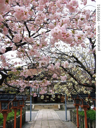 Scenery of Rokusonno Shrine with cherry blossoms in full bloom Scenery of Rokusonno Shrine with cherry blossoms in full bloom 99505951