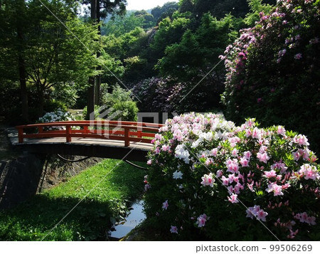 Scenery of Mimurotoji temple with blooming azaleas 99506269