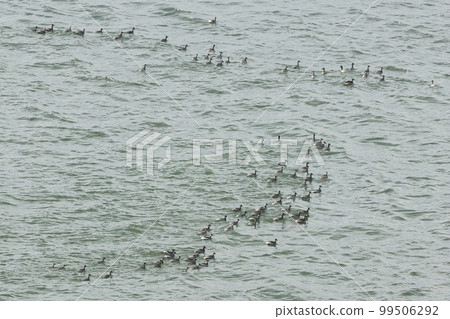 Creatures, wild birds, white-tailed grebes, mid-February. Ready for spring migration? It is a large flock of about 100 birds. Creatures, wild birds, white-tailed grebes, mid-February. Ready for spring migration? It is a large flock of about 100 birds. 99506292