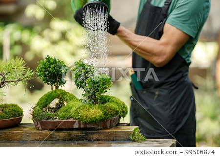 Blonde caucasian man watering bonsai tree in pot. Man wearing green t-shirt and black apron. Man spending peaceful morning in garden hear house. Blonde caucasian man watering bonsai tree in pot. Man wearing green t-shirt and black apron. Man spending peaceful morning in garden hear house. 99506824