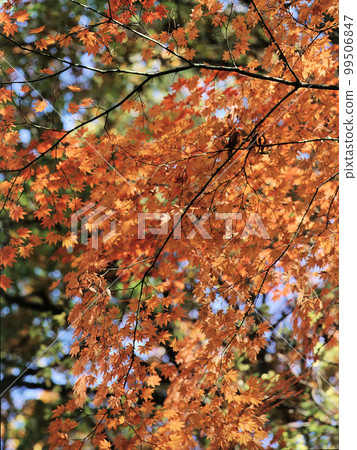 南卷村的紅葉 Part 7 99506847