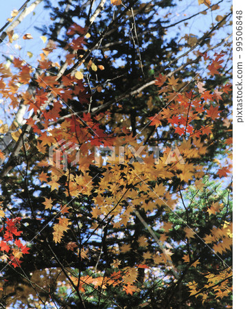 南卷村的紅葉 Part 8 南卷村的紅葉 Part 8 99506848