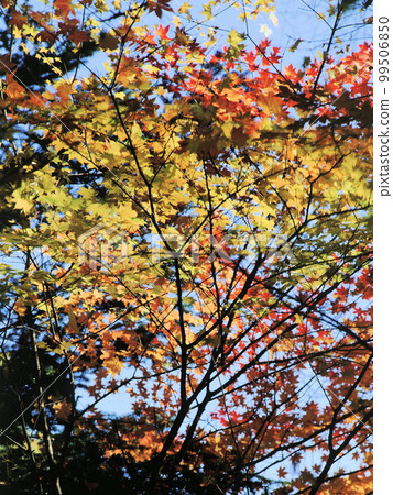 Minamimaki Village Autumn Leaves Part 9 99506850