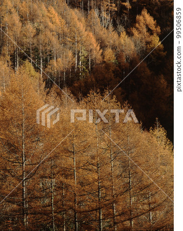 南卷村的紅葉 Part 17 南卷村的紅葉 Part 17 99506859